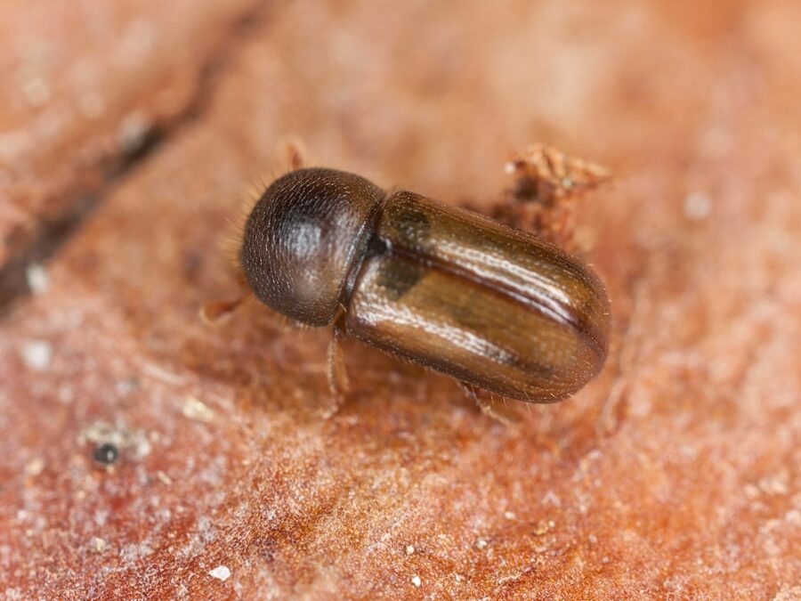 Rotstreifigkeit und Lineatusbefall