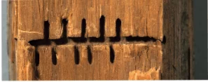 Holzbefall